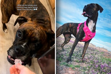 Dog sees hail falling from the sky – no one expects her adorable reaction!