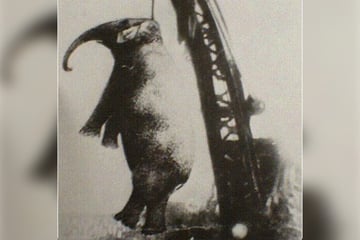 Heute vor 110 Jahren: Warum musste ein Elefant am Galgen sterben?