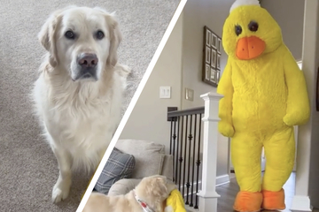 what a duck!  Golden retriever meets his favorite toy brought to life in adorable video