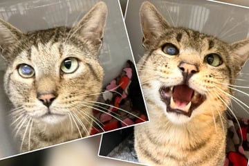Nach Jahren ohne eigenes Zuhause: Schielender Kater Egon will endlich aus dem Tierheim