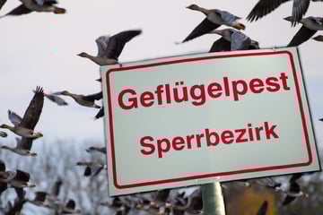 Kommt die Vogelgrippe zurück? Experten fürchten neuen Anstieg