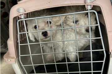 Welpen-Schmuggel gestoppt: Malteser-Babys in Mini-Boxen zusammengepfercht