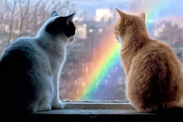 Trauer bei Katzen: Wie reagieren Katzen auf Verlust einer anderen?