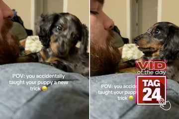 viral videos: Viral Video of the Day for November 28, 2025: Dachshund puppy learns funniest new "trick"