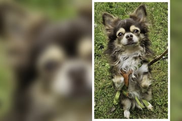 Mitarbeiter fanden Yoda in einer Kiste vor dem Tierheim, nun sucht der kleine Chihuahua ein neues Zuhause