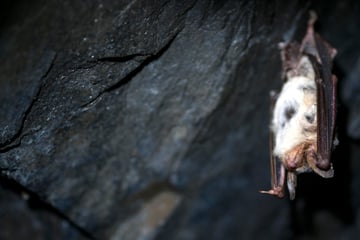 Auf der roten Liste: Viele Fledermaus-Arten in Thüringen vom Aussterben bedroht