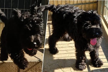 Goldendoodle-Welpe sucht neue Familie: Wer bringt Marley das Hunde-ABC bei?