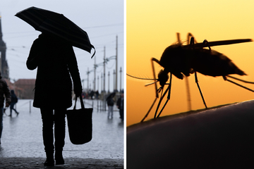 Milder Winter und viel Regen: Experte erwartet schlimmen Mücken-Sommer