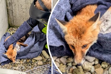 München: Fuchs fällt vier Meter tief und sucht verzweifelt nach Ausweg
