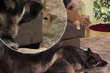 Kater nervt Hund stundenlang: Die Reaktion des Vierbeiners verdient einen Orden