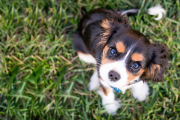 How to train puppies: Why, how, and when to start training your dog