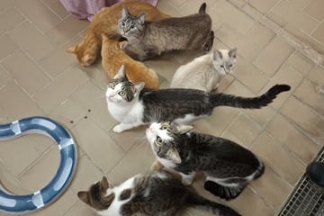 Dresden: Wer will, wer will, wer hat noch nicht? Katzenschwemme in Dresdner Tierheim