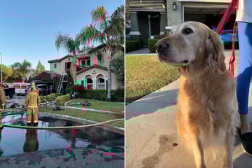 Haus ihrer Besitzer steht in Flammen, dann reagiert Golden Retriever-Hündin blitzschnell