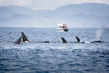 Gruppe Orcas versenkt Yacht vor Gibraltar, beunruhigendes Verhalten breitet sich aus