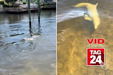 Viral Video of the Day for March 11, 2025: Friendly dolphin swims up to meet locals