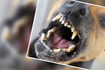 Hundeattacke in Wohnung: Drei Menschen im Krankenhaus