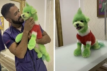 Dog gets the Grinch treatment from viral groomer – but people are worried that the paint is toxic!