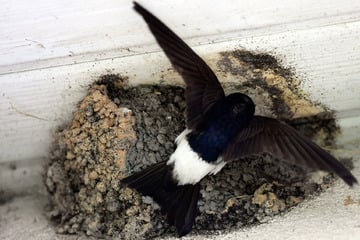 Wer klaut denn sowas? Polizei rätselt über Diebstahl von Schwalbennestern