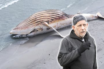 Mitglied der Rettungsinitiative liefert "Beweise": Wal vor Anholt soll nicht "Timmy" sein