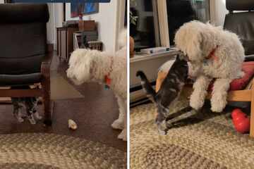 Deaf-blind dog wins heart of kitten in heart-melting video