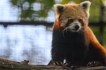 Tag des Roten Pandas: Magdeburger Zoo macht auf bedrohte Tierart aufmerksam