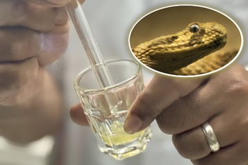 Historische "Snake Farm": Wo Kobras gemolken werden