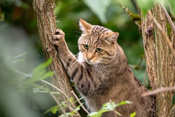 40.000 Bäume für die Wildkatze: BUND startet Herbstaktionen in Thüringen