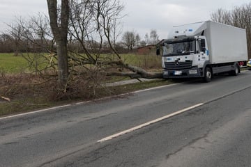 Lkw-Fahrer weicht Sattelzug aus und prallt gegen Baum: Verursacher flieht