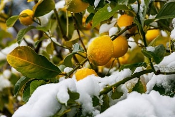 Kann ein Zitronenbaum draußen überwintern?