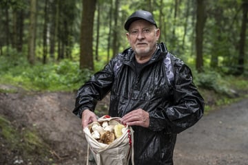 Pilzsaison gestartet: Das müssen Sammler jetzt wissen