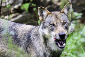Hamburg: Wolf marschiert durch Hamburger Elbvororte! So gefährlich ist das Tier