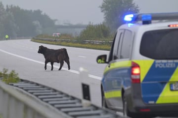 Stundenlange Sperrung der A7! Polizei erschießt ausgebüxtes Rind