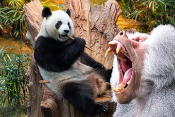Platz für Pandas: Diese Tiere müssen in Hellabrunn weichen