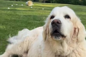 Golden Retriever merkt erst mit 13, dass er bellen kann: Was folgt, lässt Herzen schmelzen