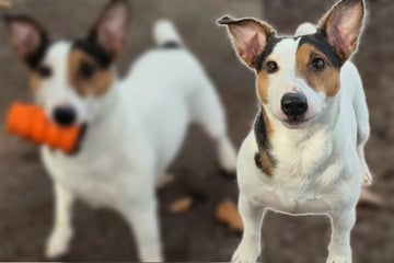 Pfiffiges Kerlchen einfach ausgesetzt: Junger Jack Russell sucht ein neues Zuhause