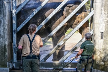 Neues Angebot vom Kölner Zoo: Jetzt können Elefanten-Fans den Dickhäutern ganz nah kommen