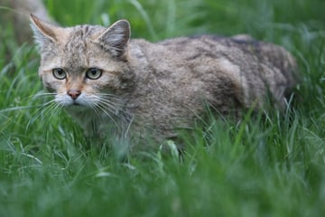 Wildkatzen in Sachsen: Naturschützer warnen vor Verwechslung