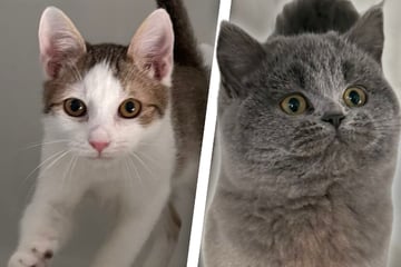 Schnurralarm im Tierheim Freital: Zwei Kätzchen suchen ein Zuhause