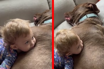 Baby legt sich auf Kampfhund: Was der Pitbull dann tut, lässt Herzen schmelzen