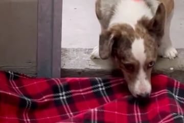 Hunde sehen zum ersten Mal in ihrem Leben eine Decke: Ihre Reaktionen bringen Herzen zum Schmelzen
