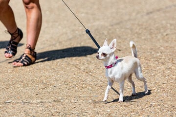 What is the shortest dog in the world?