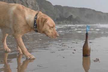 Hund stößt auf Flaschenpost: Herrchen ist verblüfft, woher sie stammt