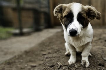 Der kleine Jasper landete im Tierheim, wer zeigt ihm jetzt die schönen Seiten des Lebens?