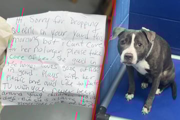 Hund mit Abschiedsbrief im fremden Garten zurückgelassen: "Bitte passen Sie gut auf sie auf"