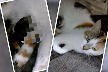 Katze sorgt über Nacht für eine "wunderbare Überraschung": Tierheim hin und weg