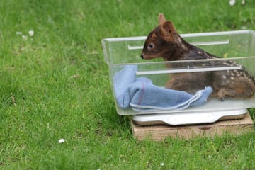 So "groß" wie ein Stofftier: Kölner Zoo freut sich über junge Mini-Hirsche