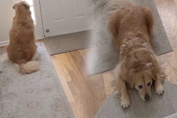 Golden Retriever weigert sich, Flur zu verlassen: Der Grund geht so vielen nahe
