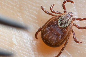 Gefährlicher Zeckenstich: Immer mehr Borreliose-Fälle in Sachsen-Anhalt