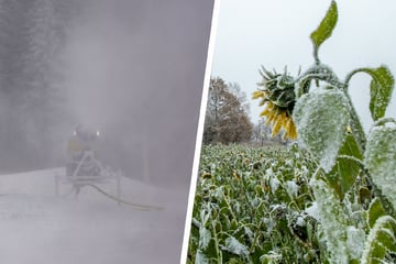 Tiefgefrorene Sonnenblumen und Schneekanonen: Frost-Feiertag in Sachsen