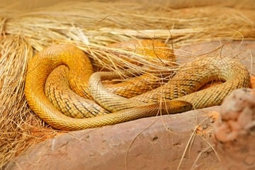Giftigste Schlange der Welt: Das Gift des Inlandtaipans kann über 100 Menschen töten